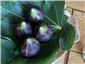 figs, or are they?